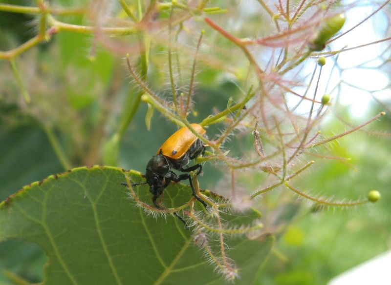 Labidostomis humeralis, Chrysomelidae